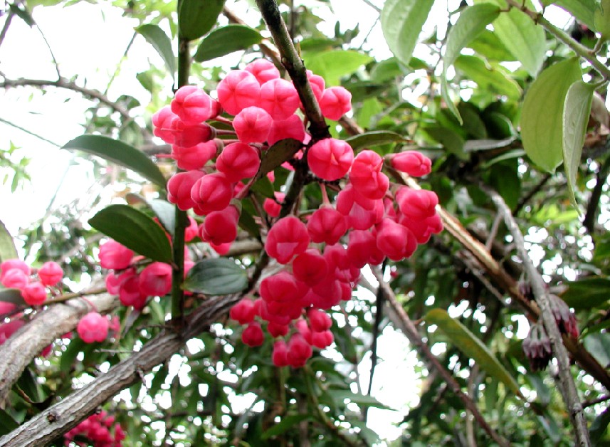 tropicalblueberrries